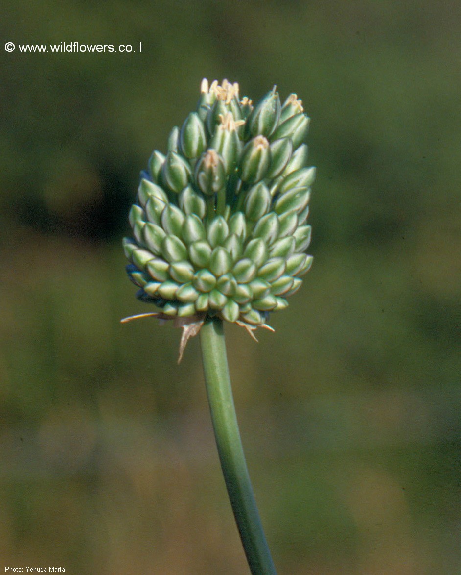 Allium   curtum